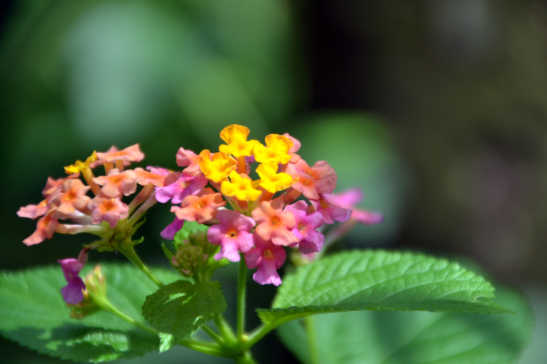 DSC_1135A.jpg