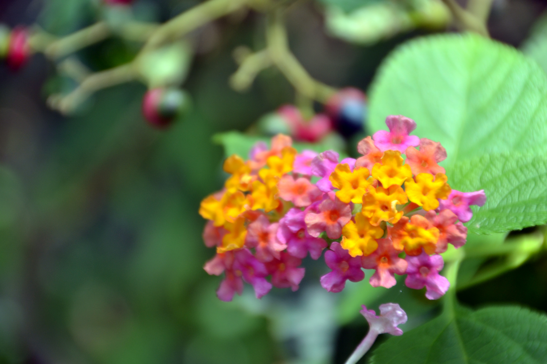 DSC_1144A.jpg