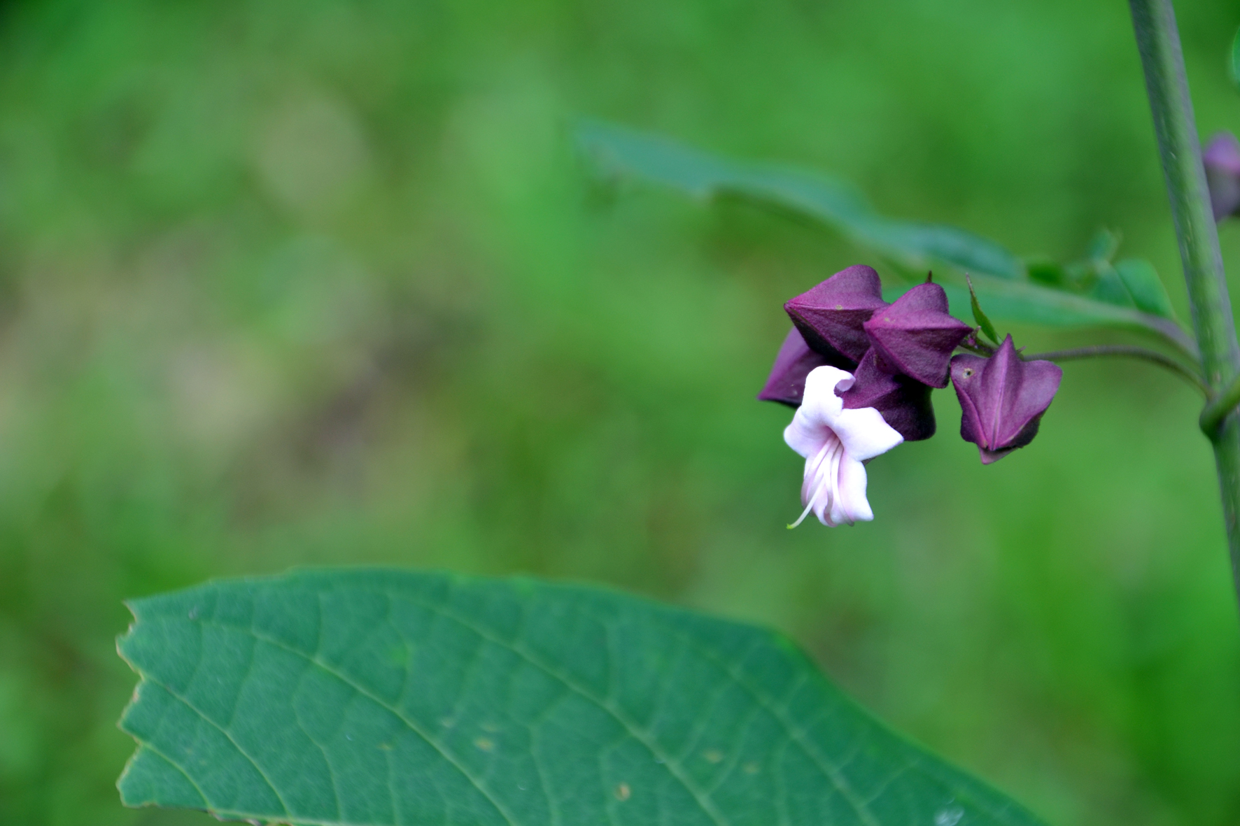 DSC_1160A.jpg