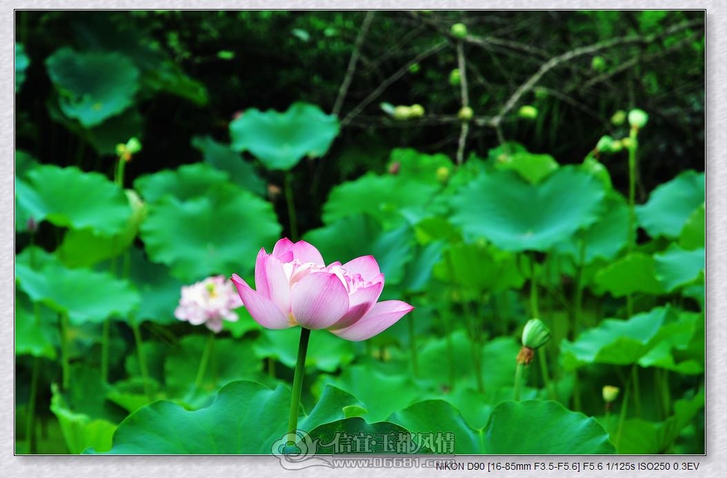 DSC_0340_nEO_IMG.jpg