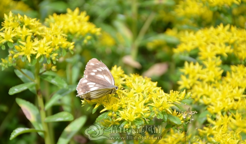 DSC_5132.jpg