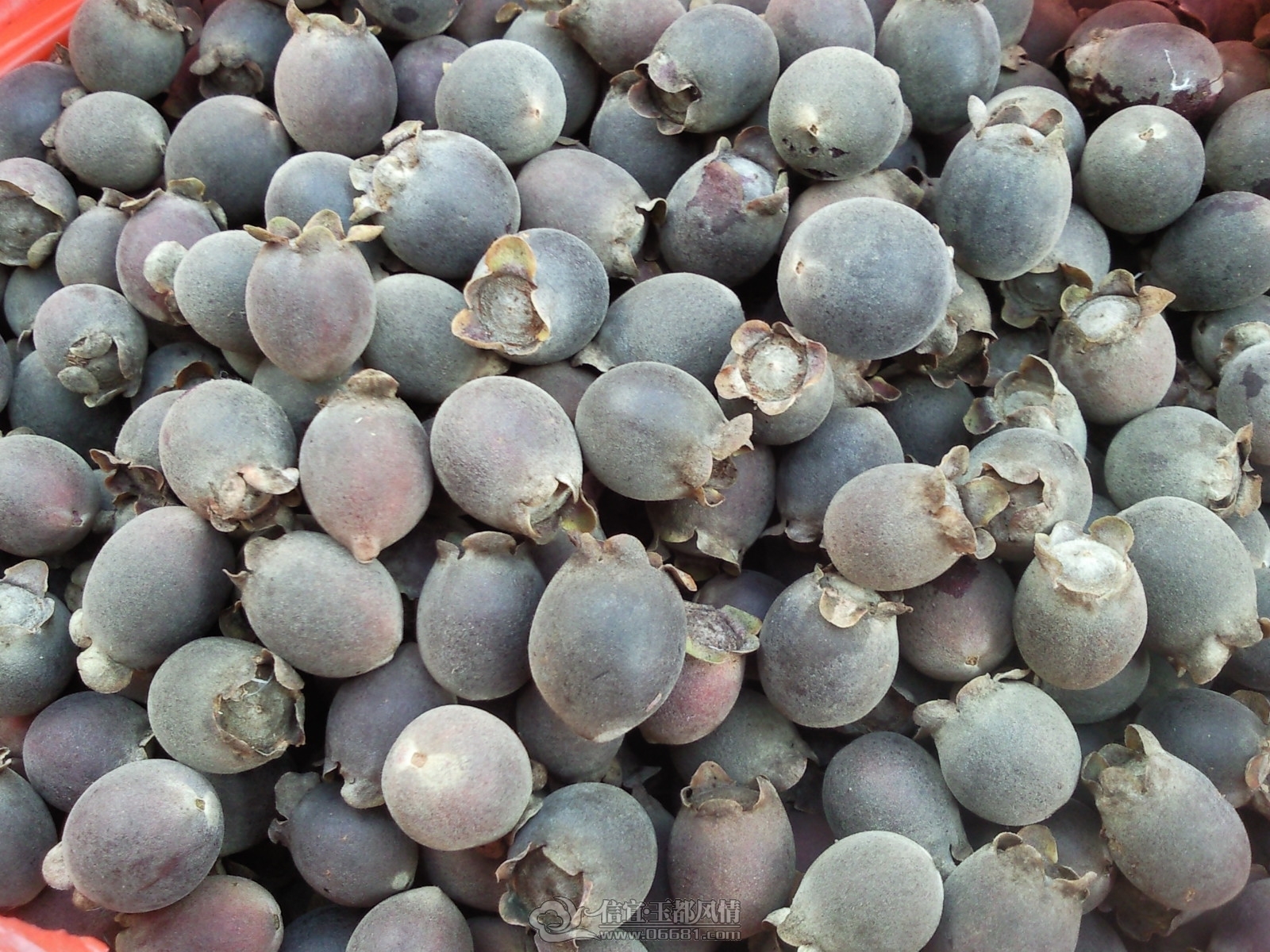SNC00310.jpg