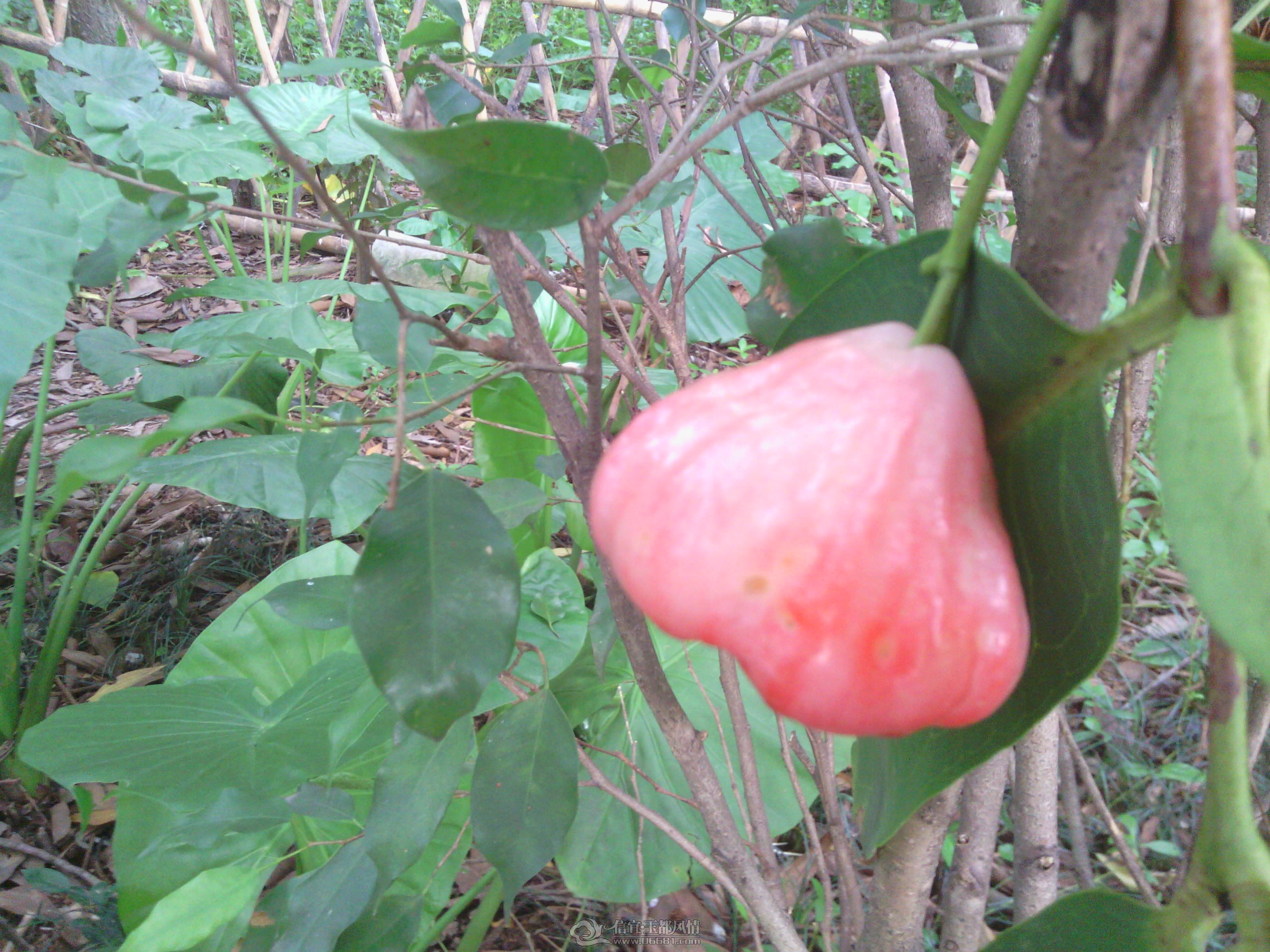 IMG_20120823_164431.jpg