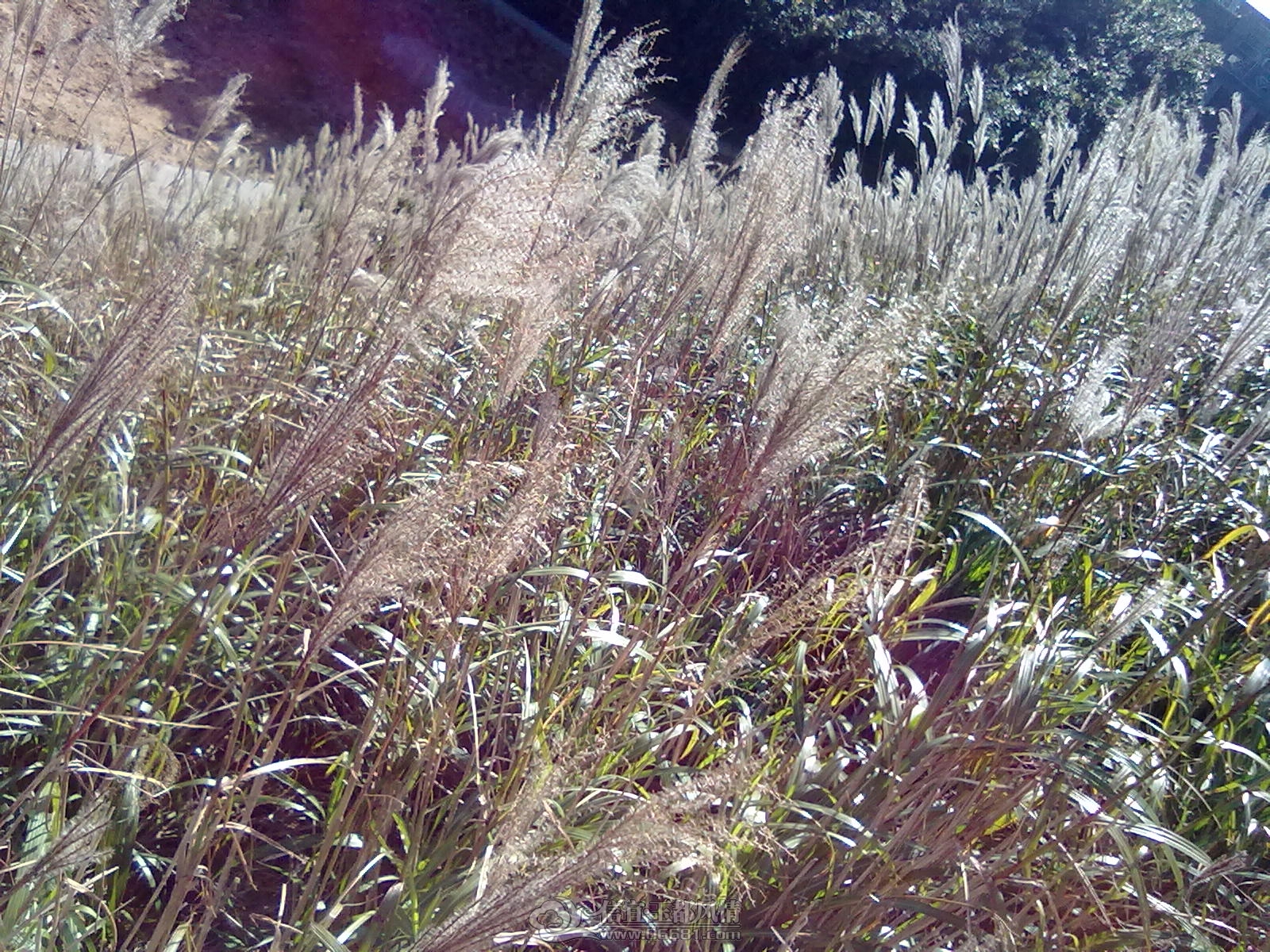 20101029074.jpg