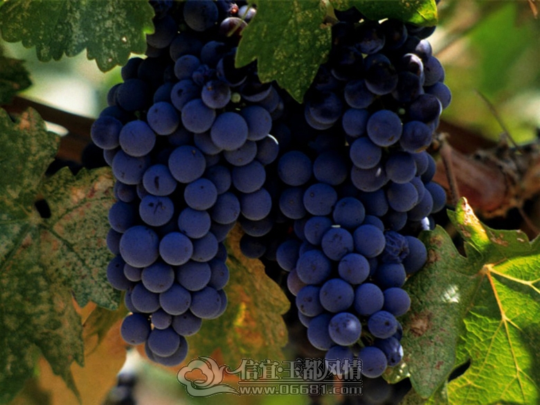 Merlot-Vineyard-Napa-Valley-California-33.jpg