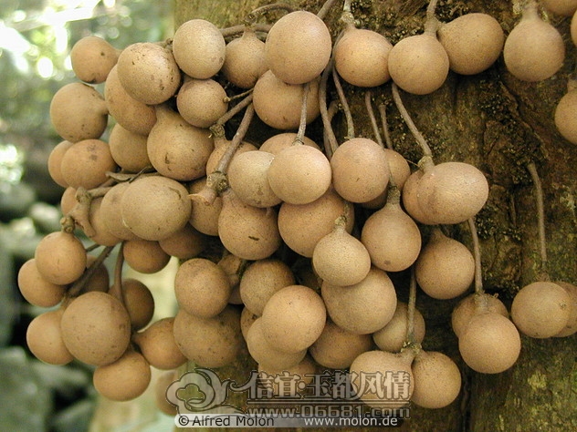 43-langsat-fruit.jpg