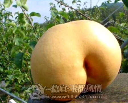 pic_e106cf9c6ab1e7dbec47f64b6b5e969e.jpg