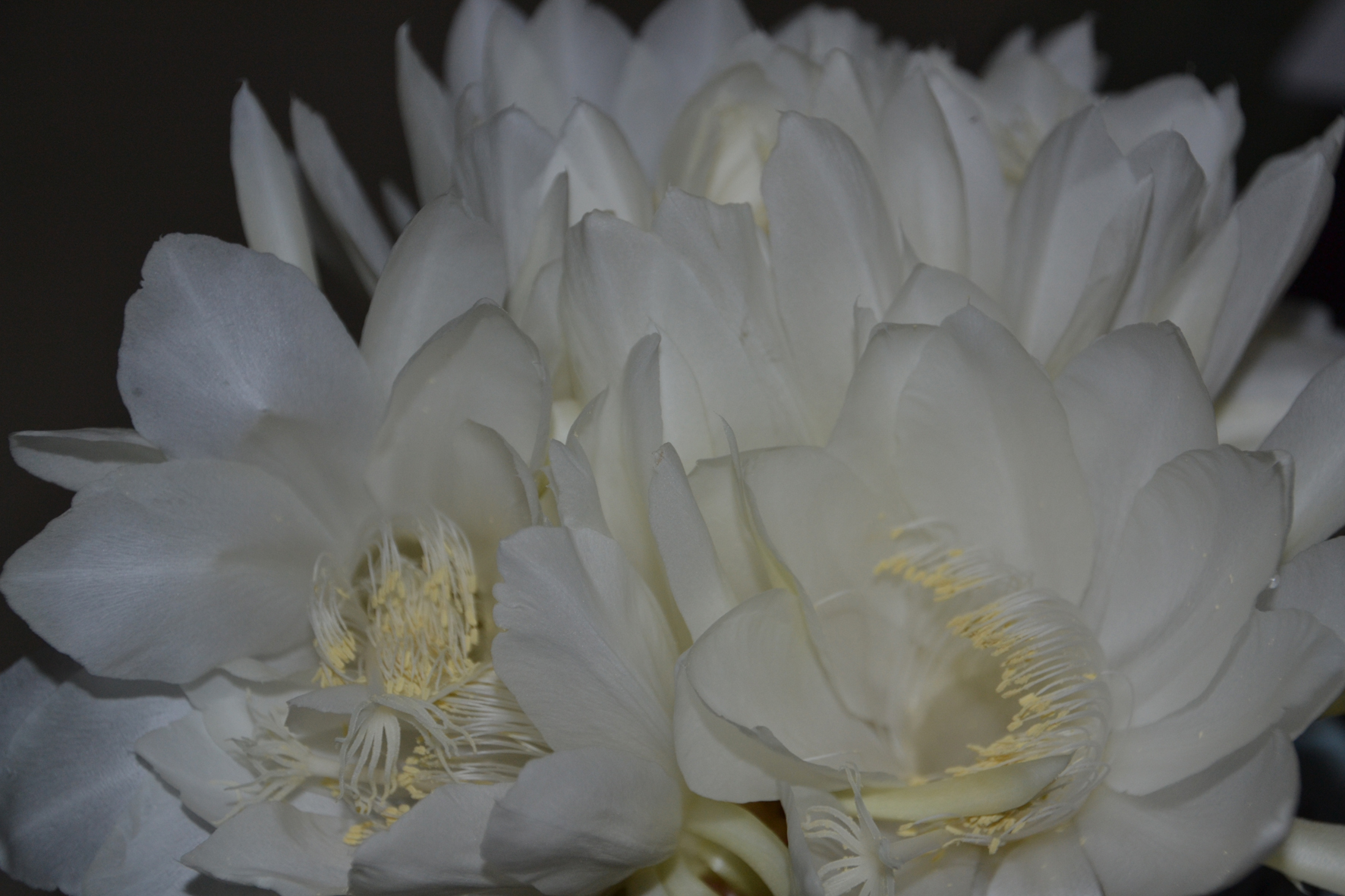 DSC_1784A.jpg