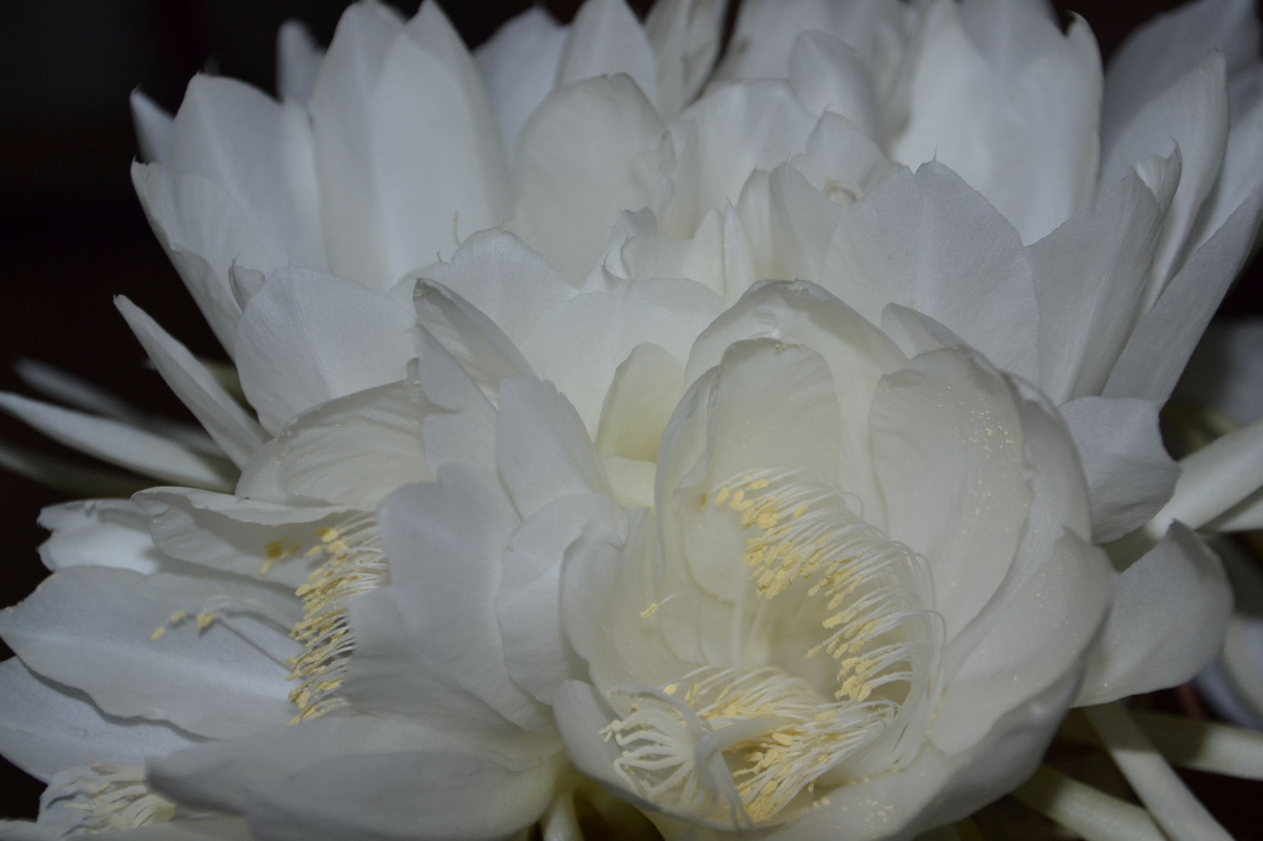 DSC_1785A.jpg
