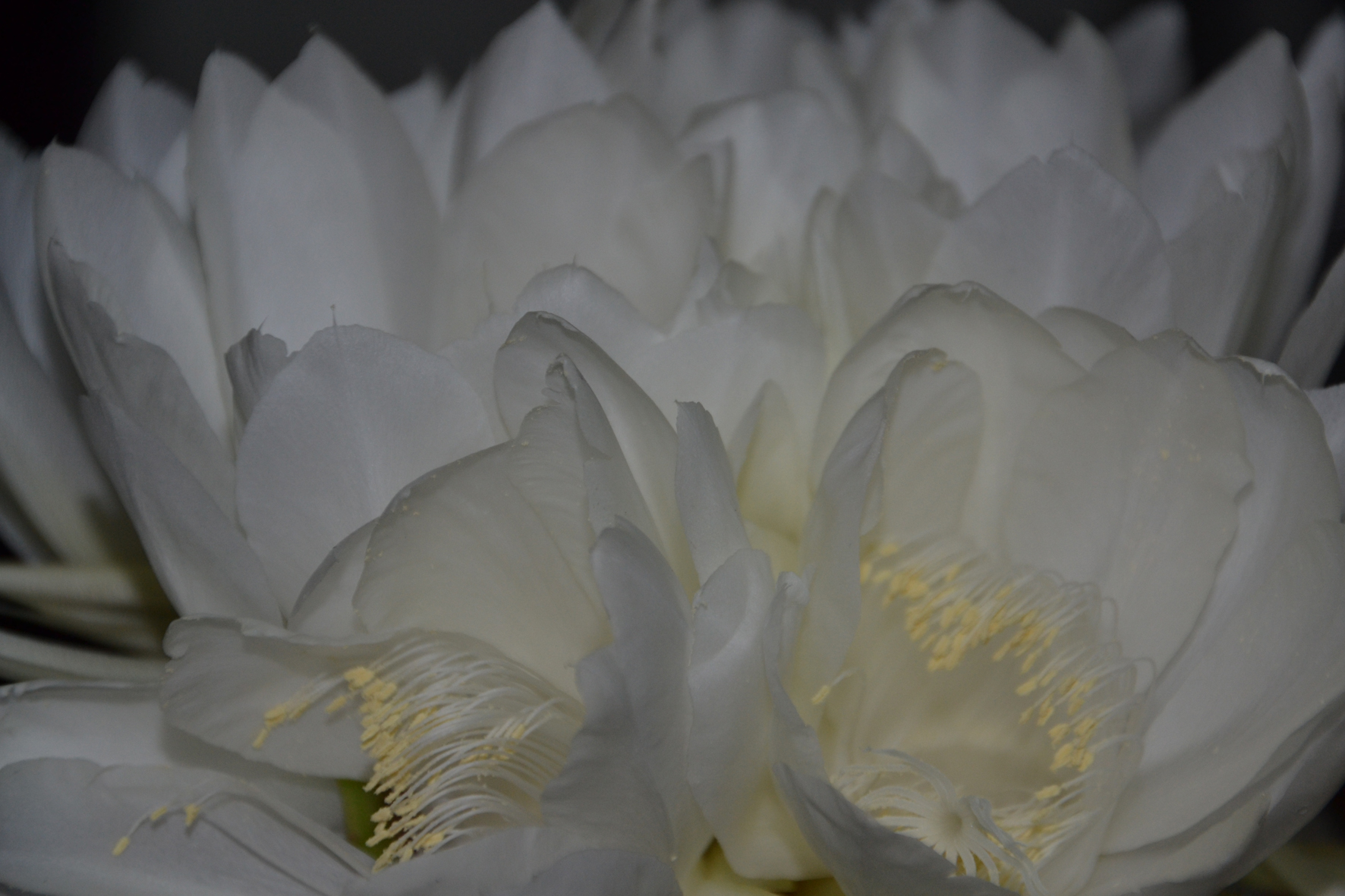 DSC_1787A.jpg