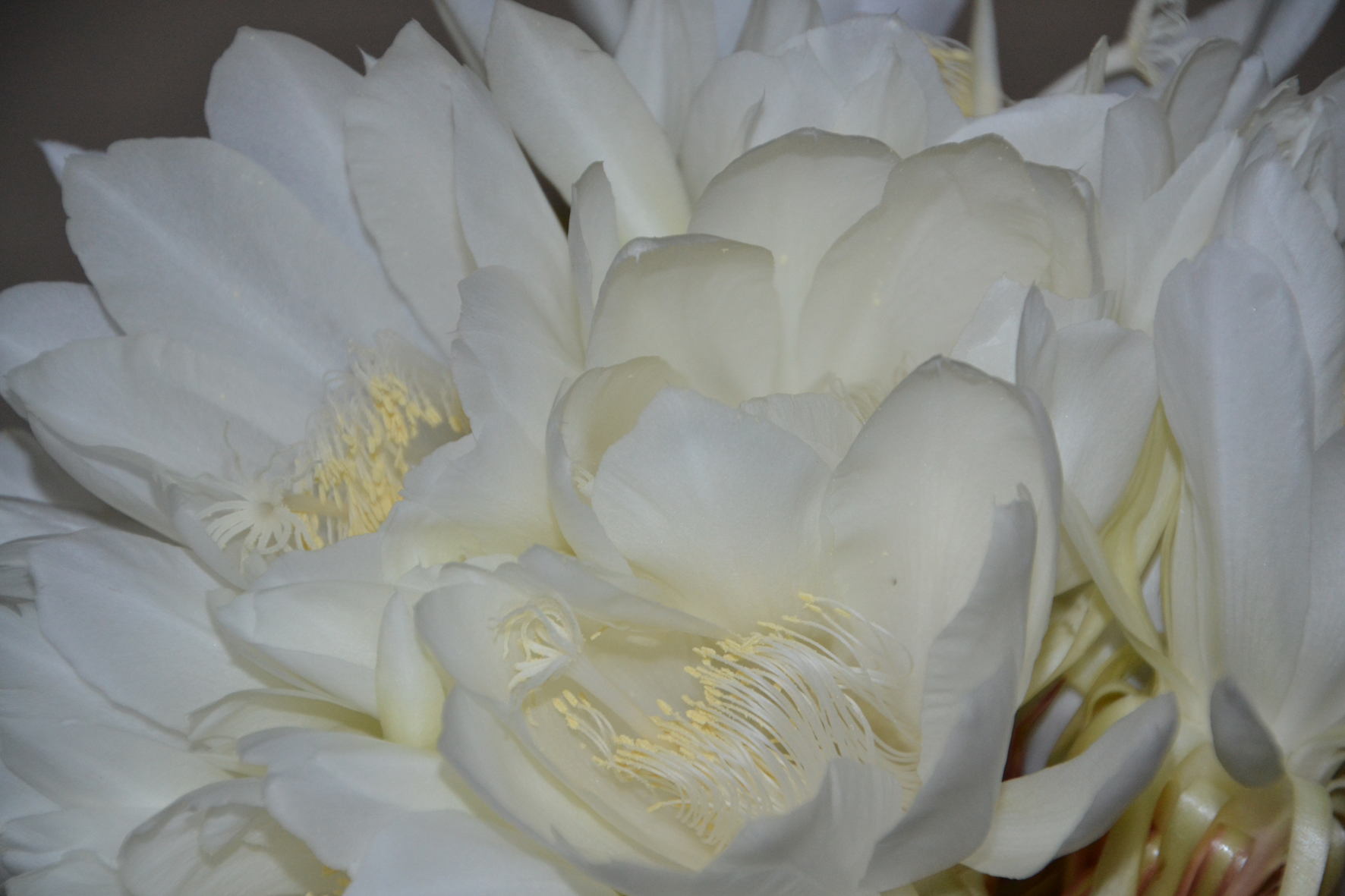 DSC_1788A.jpg