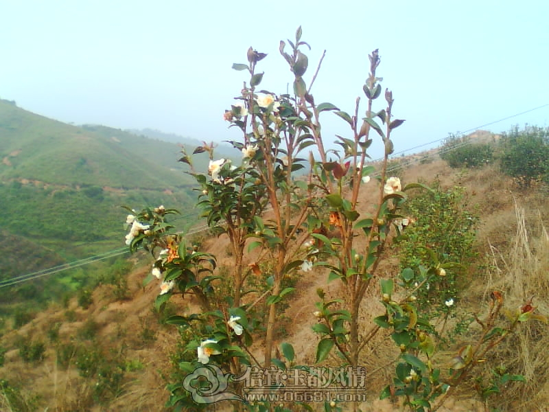 IMG0288A.jpg