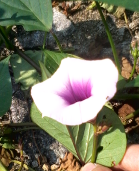 QQ��ͼ20121020190717.png