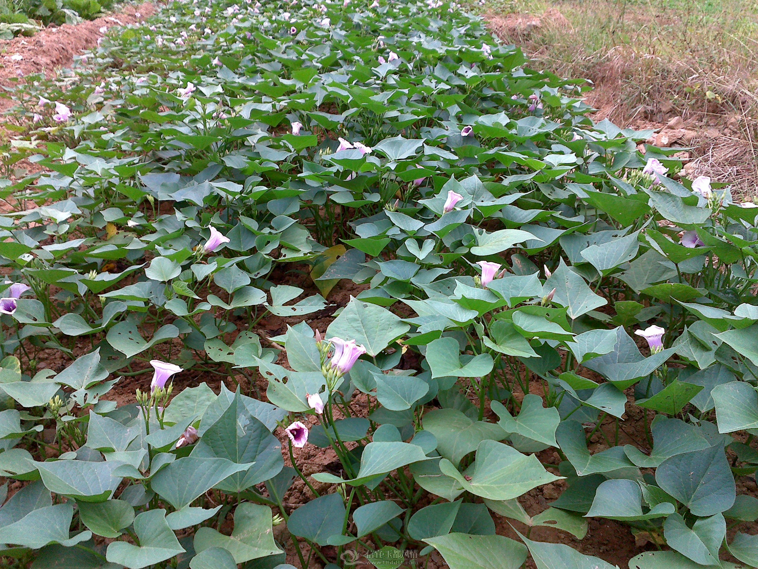20121027111.jpg