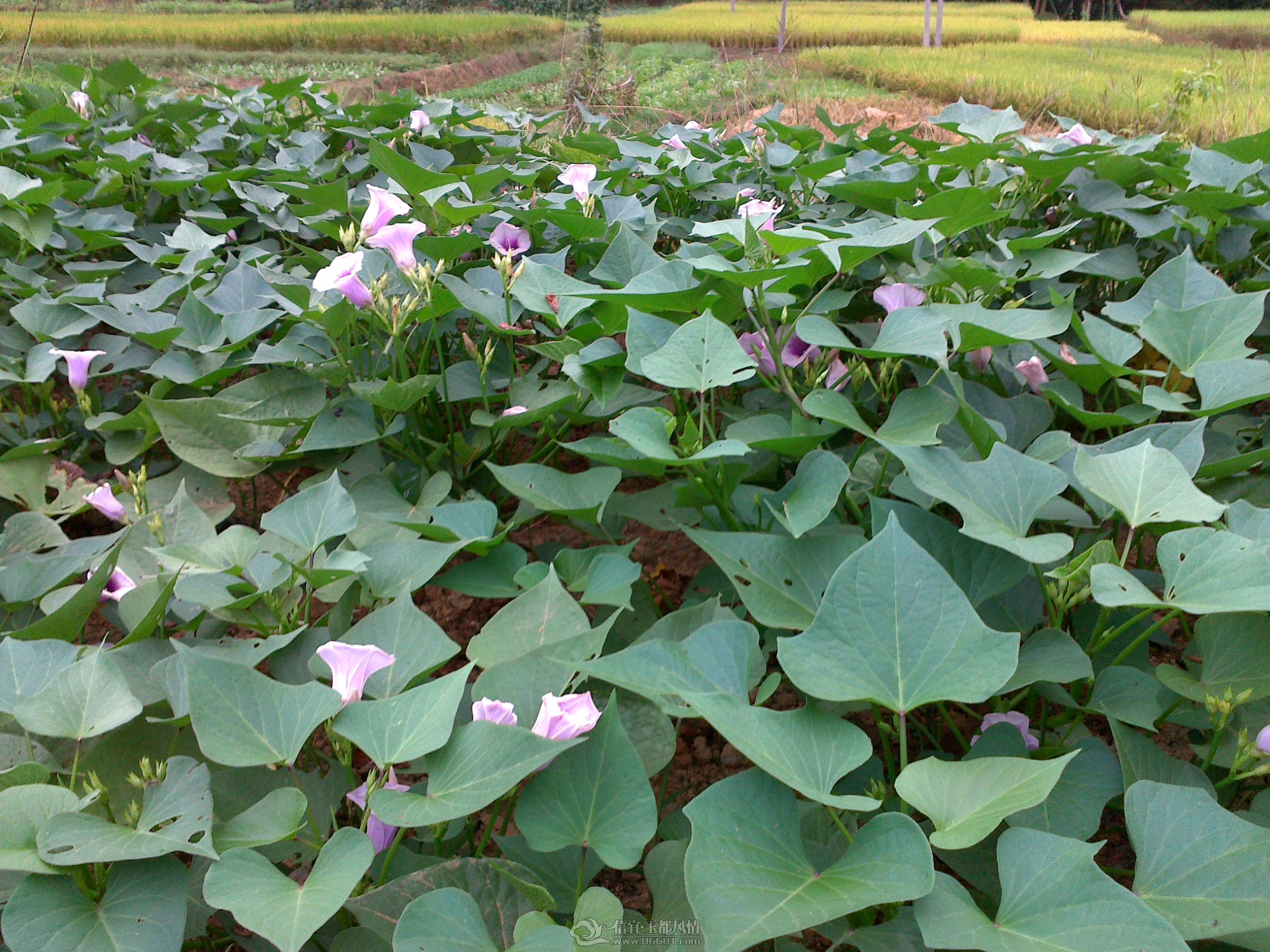 20121027113.jpg
