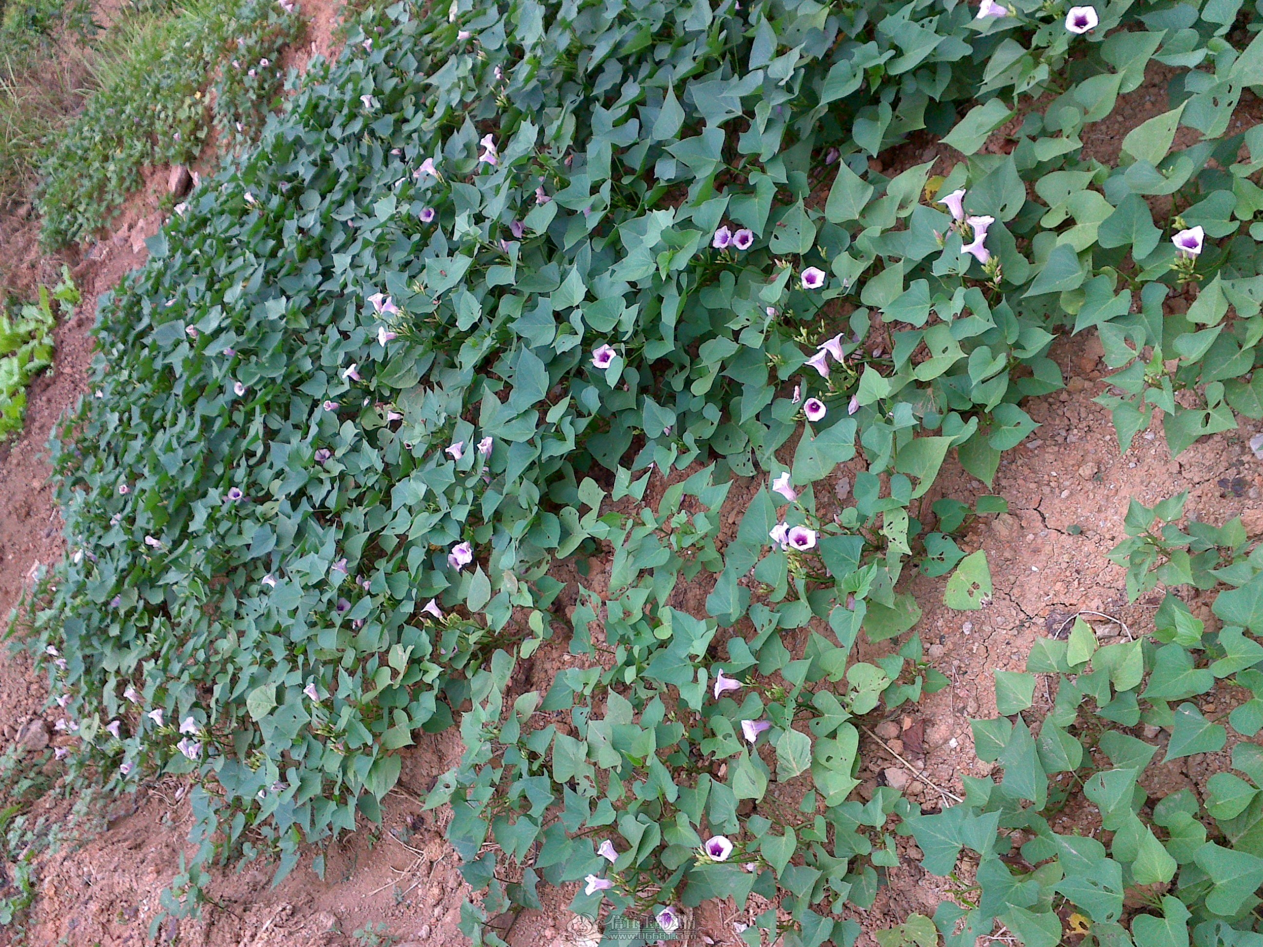 20121027118.jpg