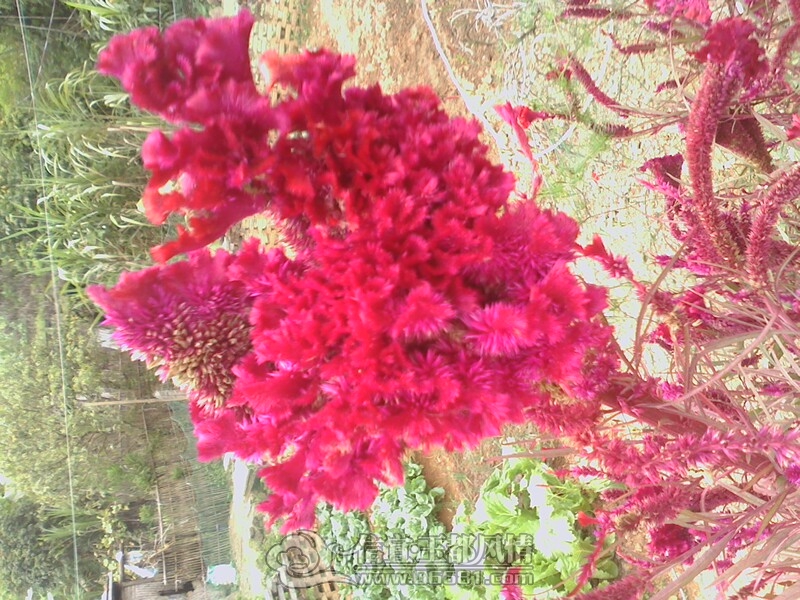IMG1027142000.jpg