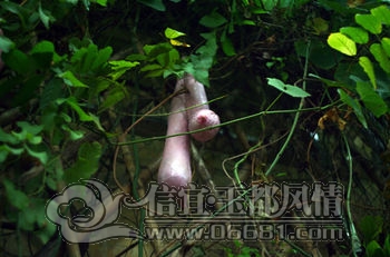u=2352130822,1777889362&fm=3&gp=0[1].jpg
