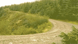 011349cbighsbuzubbux3h.gif
