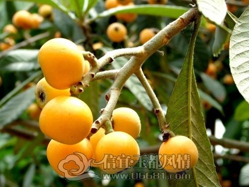 20110520100128498.jpg