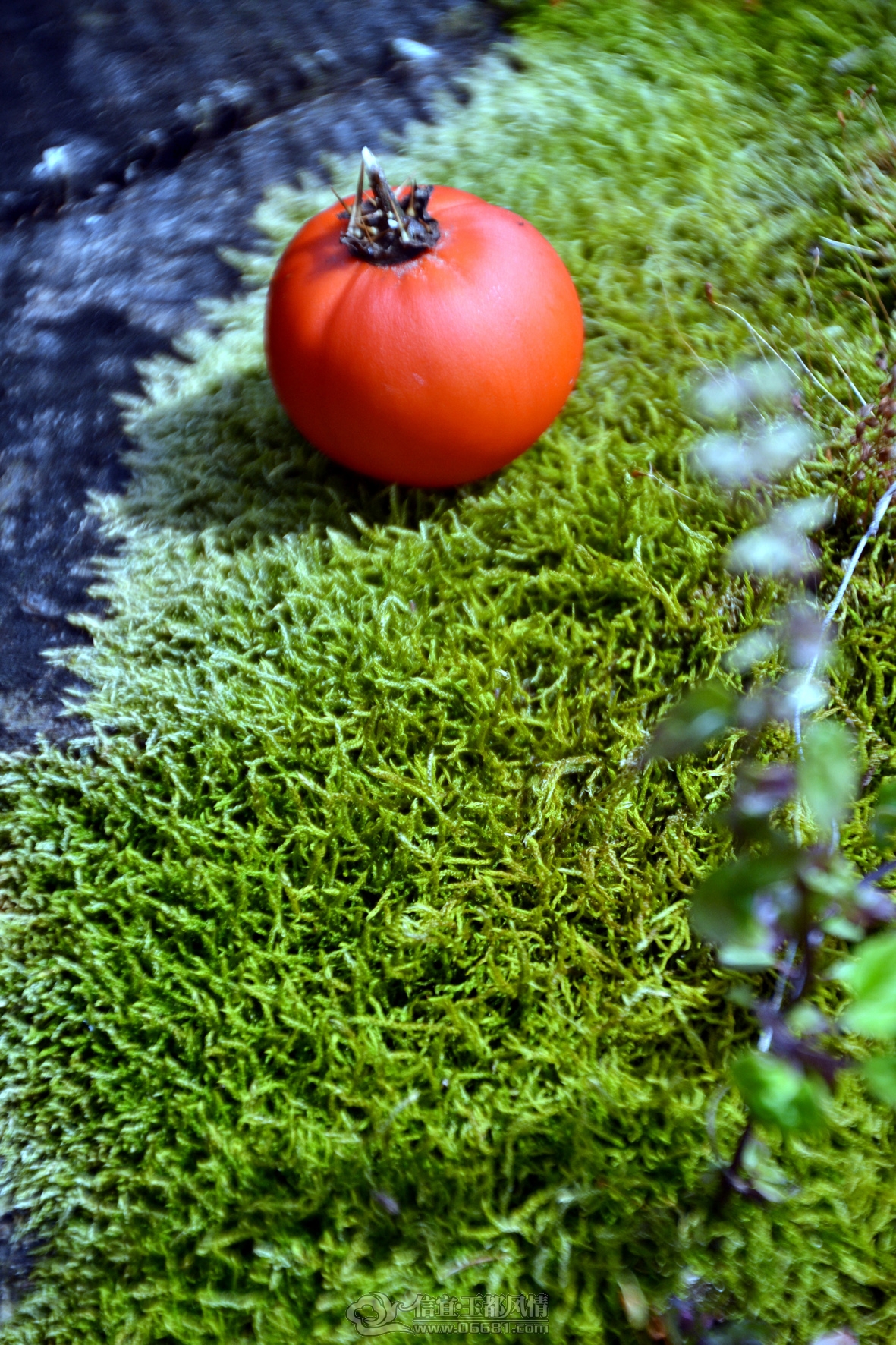 DSC_0202.jpg