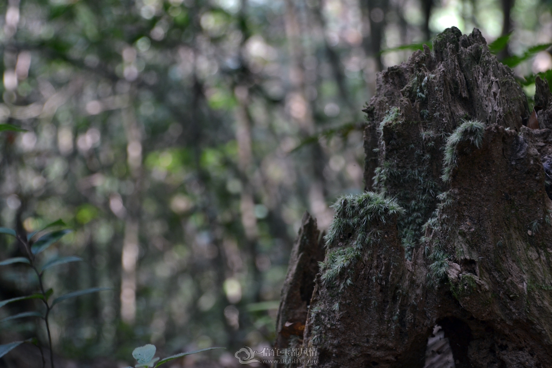 DSC_0134.jpg