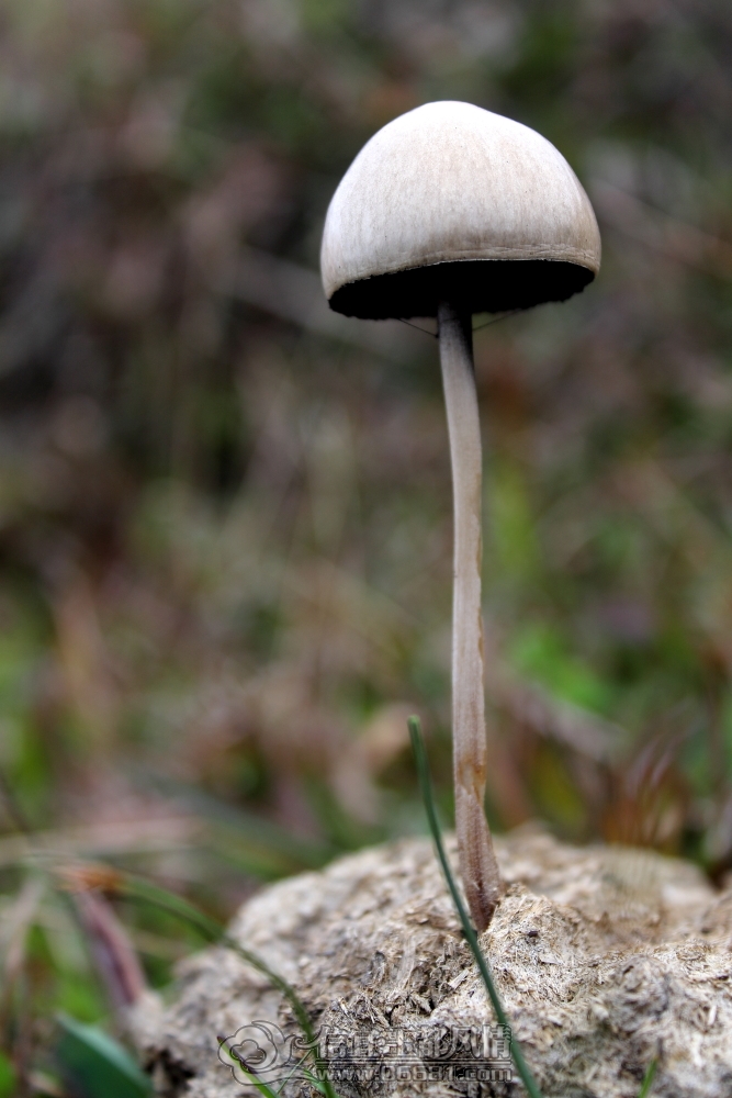 DPP_0111.JPG