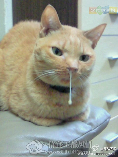 61bb1494jw1dy61wgbaxlj.jpg