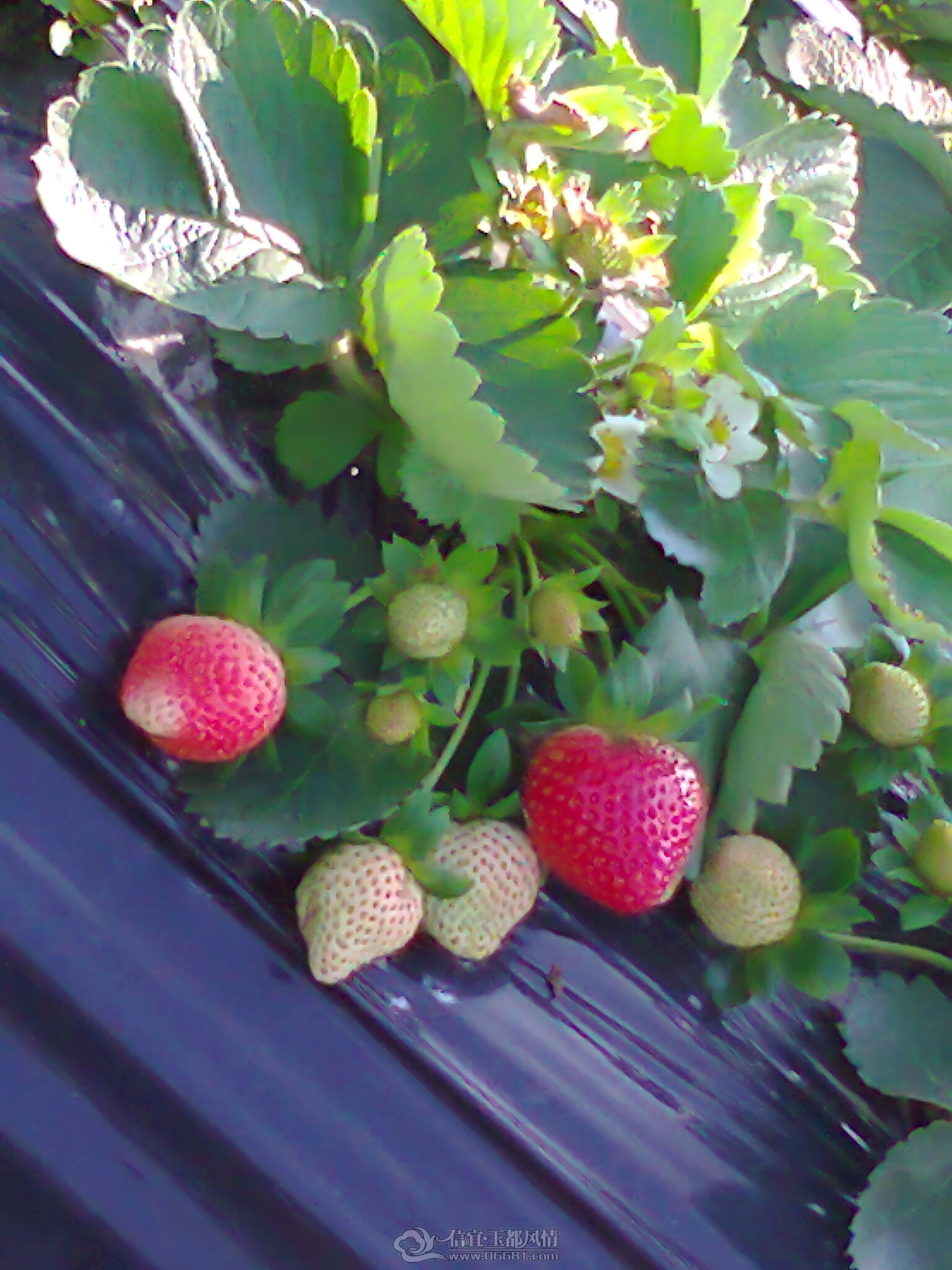 ��Ƭ0358.jpg