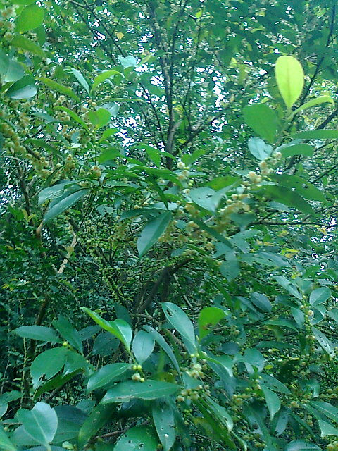 ��Ƭ0388.jpg