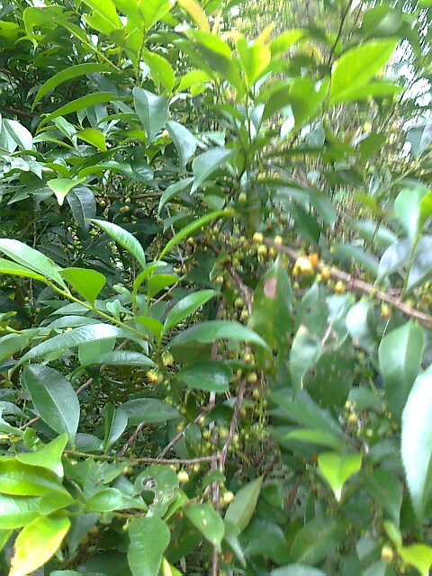 ��Ƭ0389.jpg