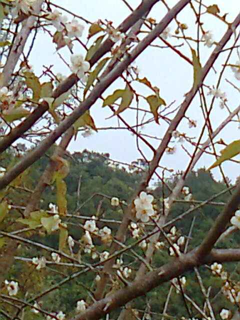 ��Ƭ0393.jpg