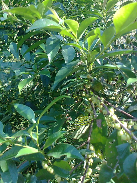 ��Ƭ0358.jpg