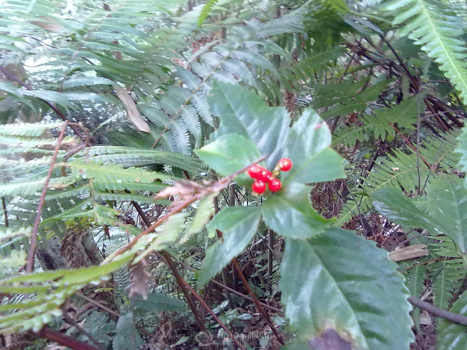 201212151176.jpg
