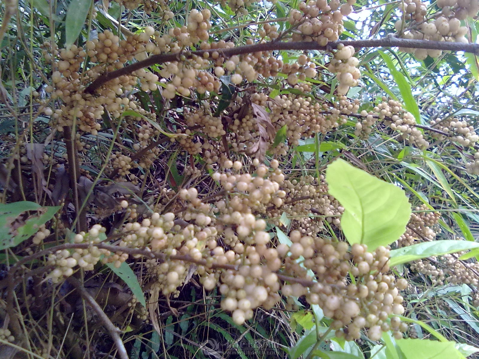 201212151184.jpg