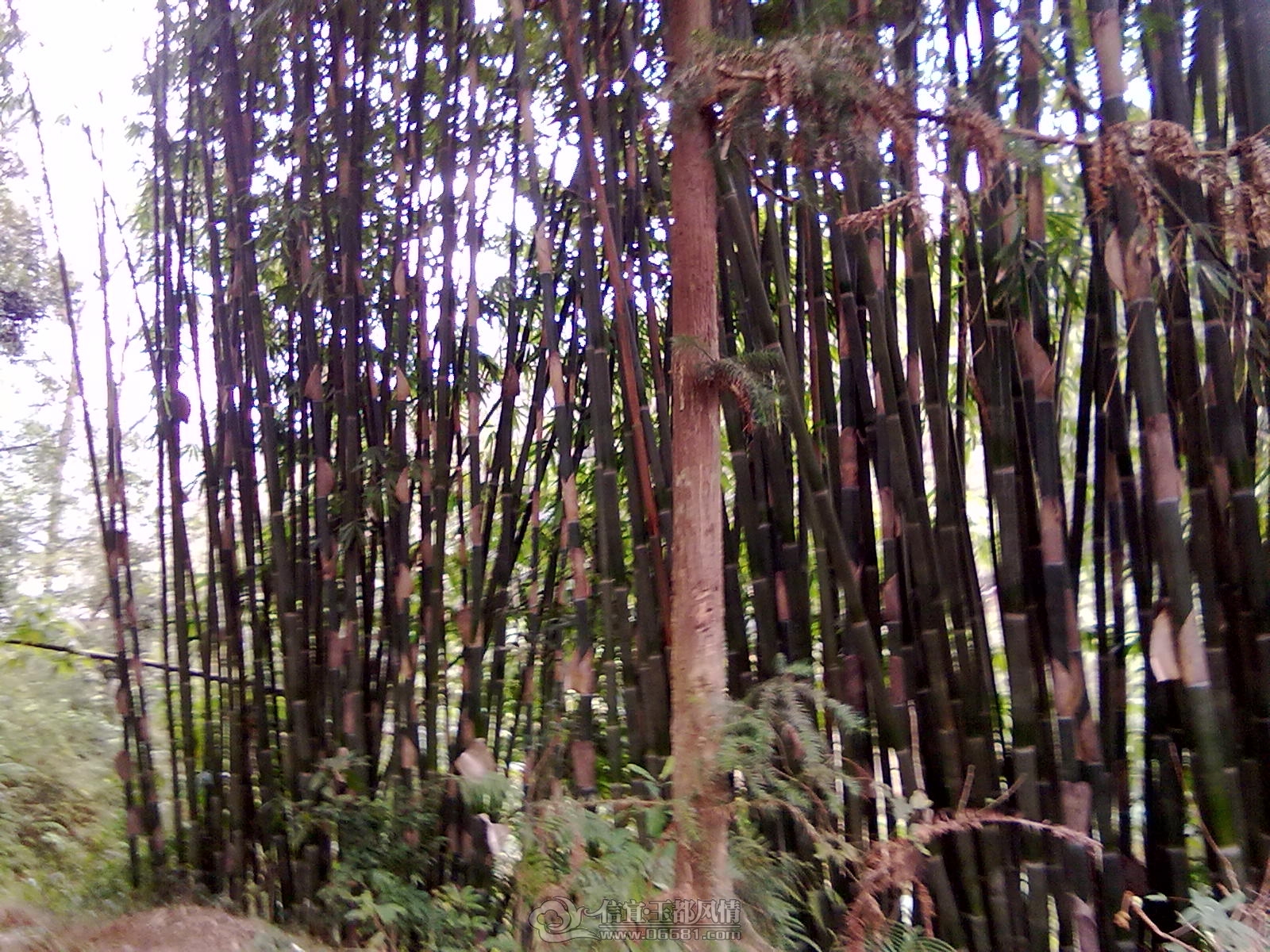 201212151178.jpg