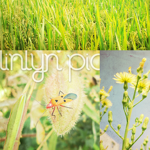 ilinlyn l97.jpg