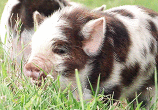 t0246b06c8a74d5478d_20[1].gif