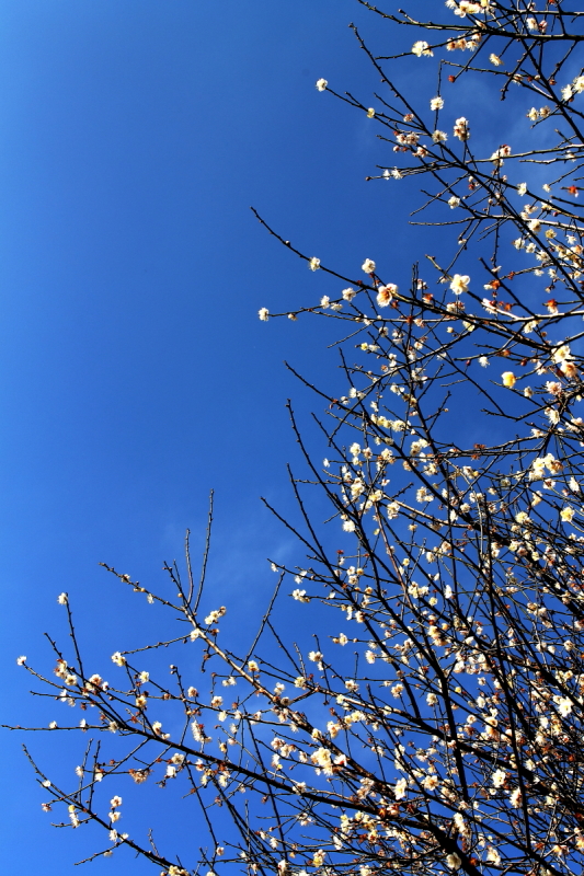 DPP_0019.JPG