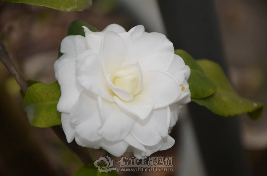 nEO_IMG_DSC_6931.jpg