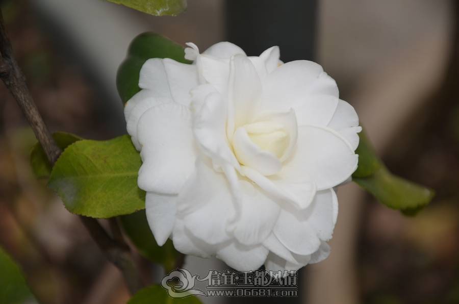nEO_IMG_DSC_6932.jpg