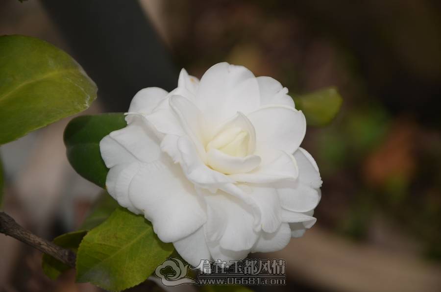 nEO_IMG_DSC_6928.jpg