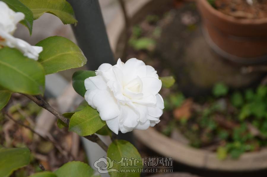 nEO_IMG_DSC_6929.jpg