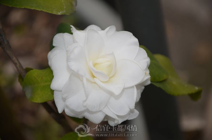nEO_IMG_DSC_6930.jpg