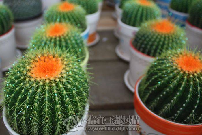 IMG_0068.jpg