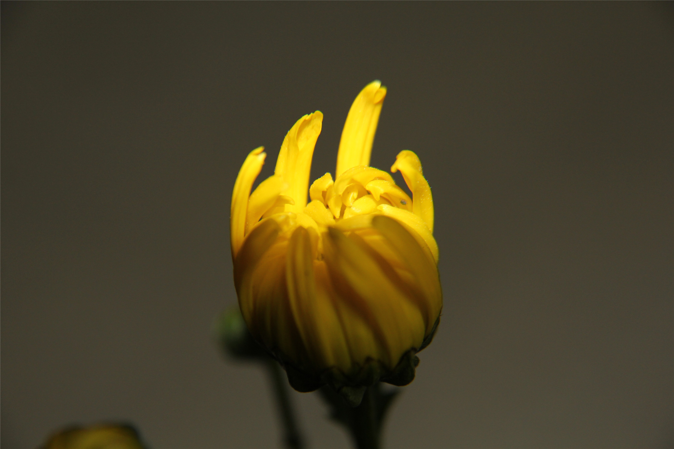 IMG_6231.jpg