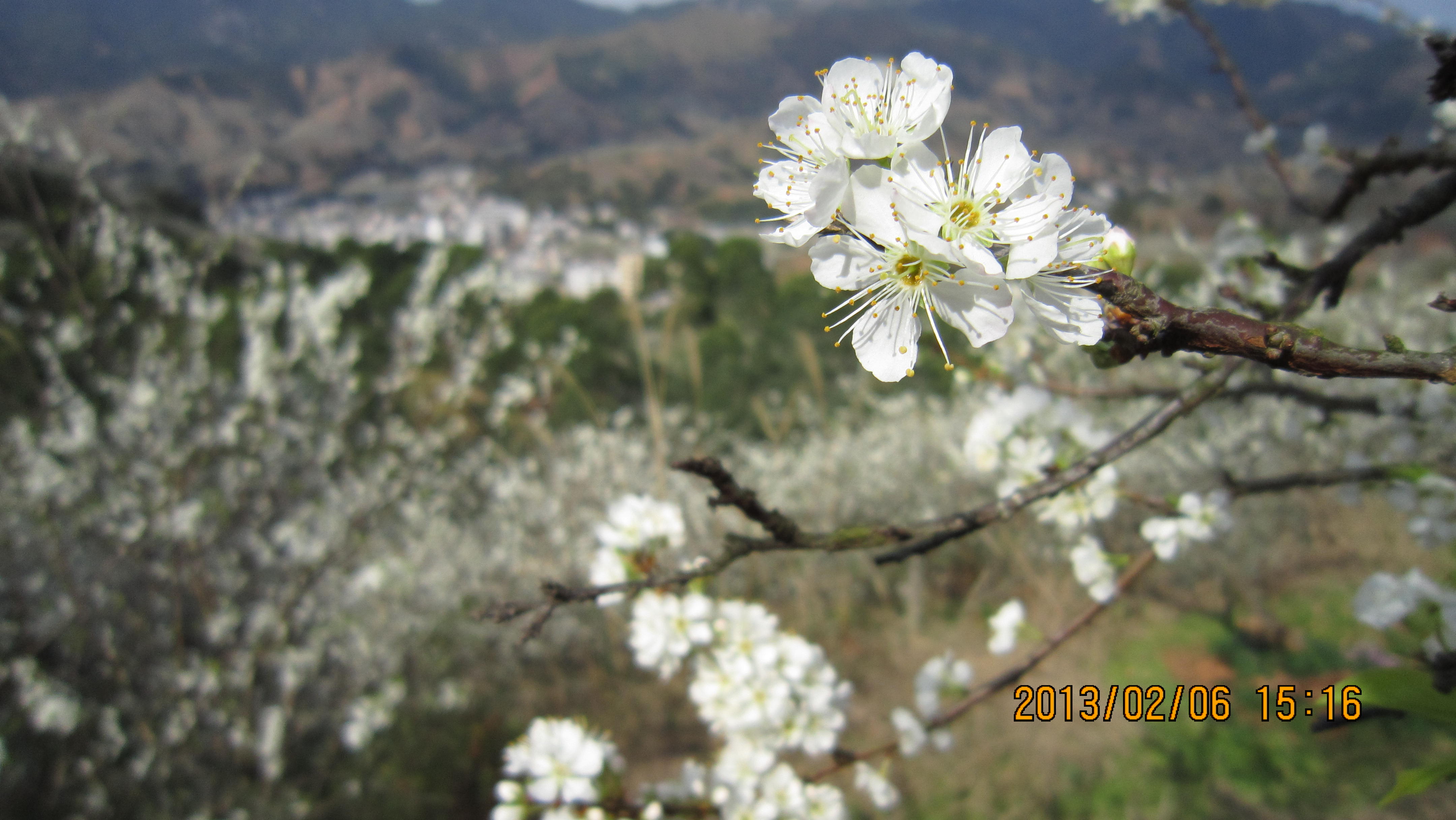 IMG_4526.JPG