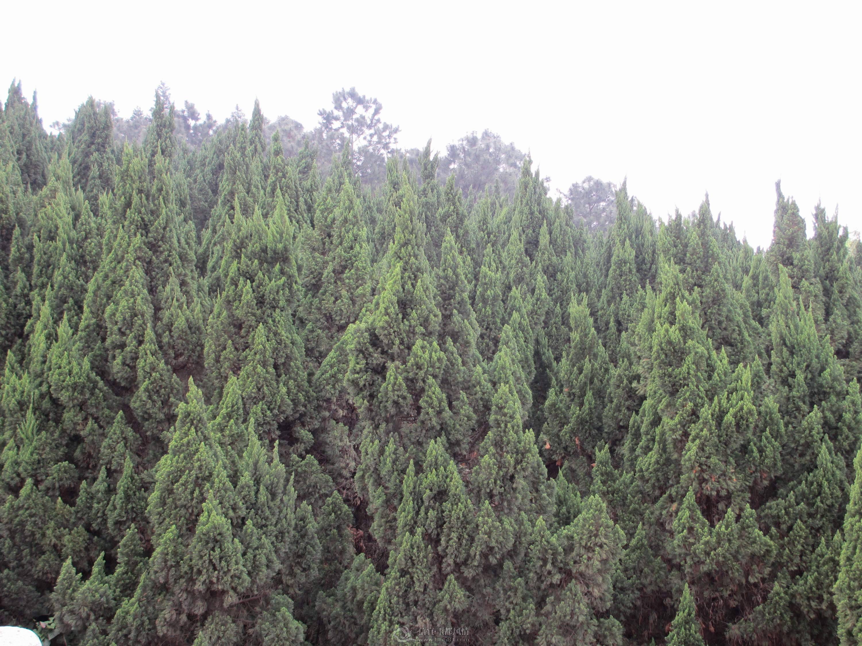 IMG_4194.JPG5.JPG