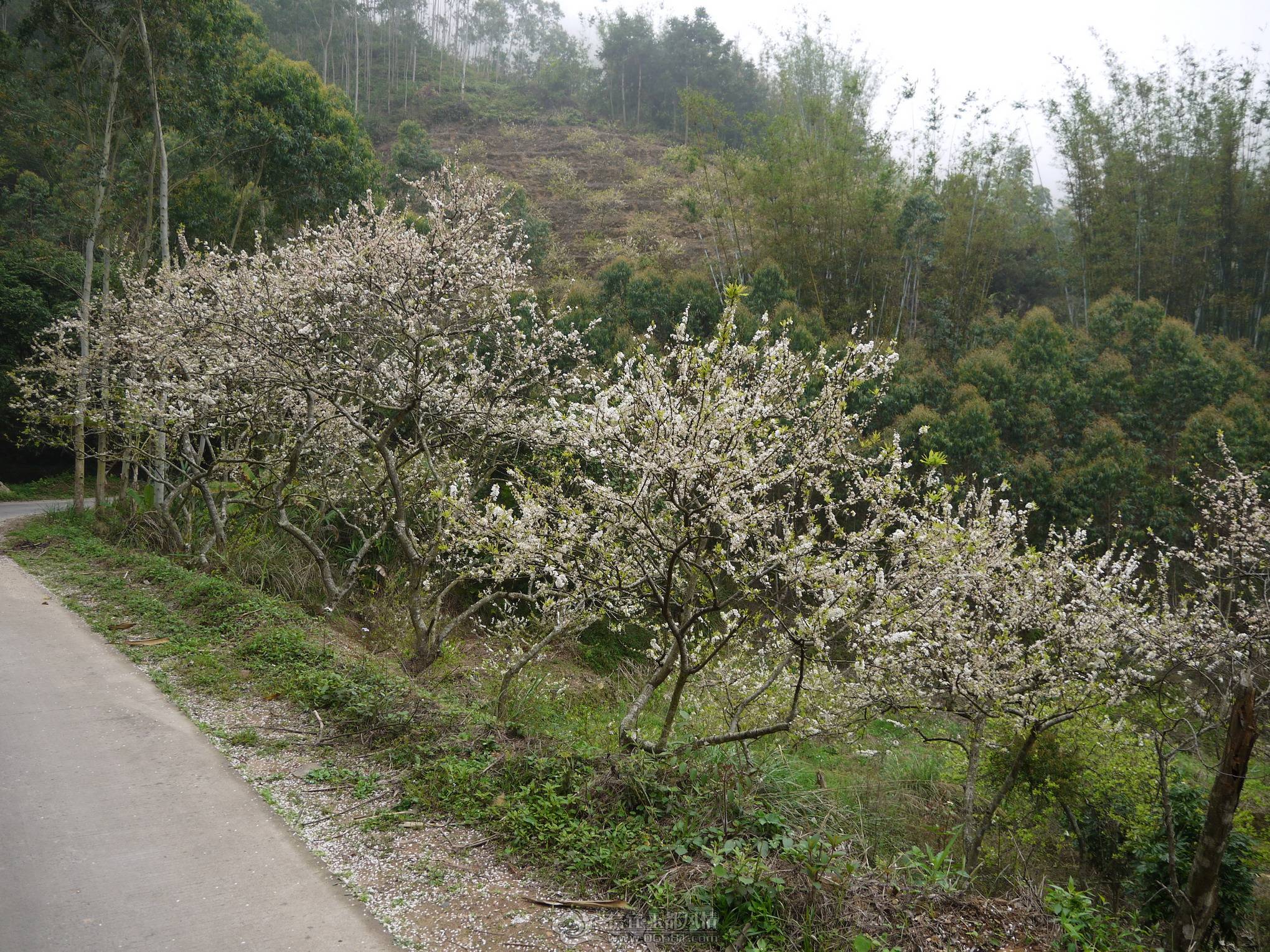 P1000705_��С��С.JPG