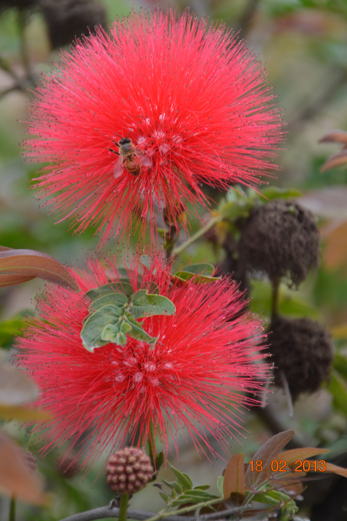 DSC_0665A.jpg